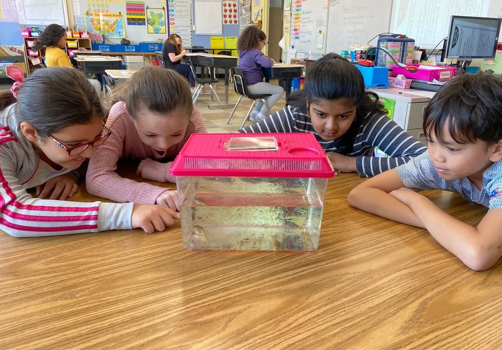 Third grade students at the Wilkins School are observing tadpoles that are living in their classroom. 
