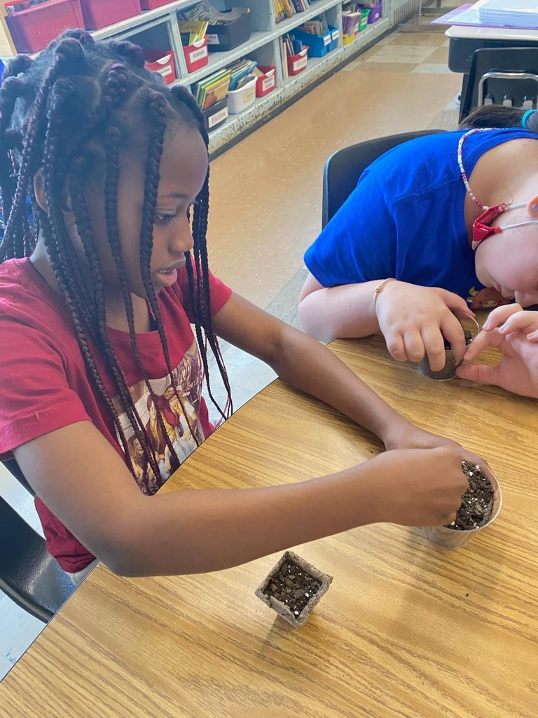 Third graders at the Wilkins School recently planted sunflowers and string beans as an introduction to their study of the lifecycle of plants.